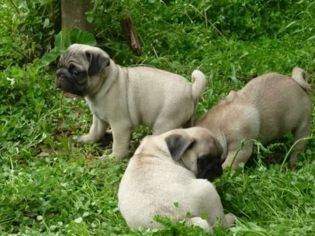 Suesse Mops Welpen